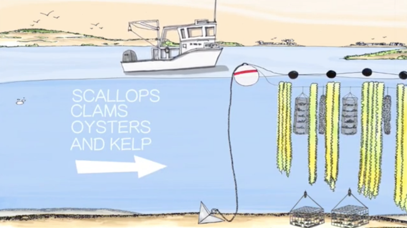 Illustration for article titled The Underwater Farms That Could Help Stop the Death of Our Oceans